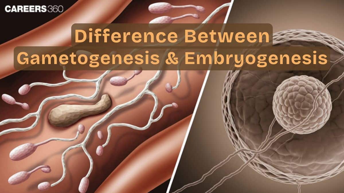 Difference Between Gametogenesis And Embryogenesis